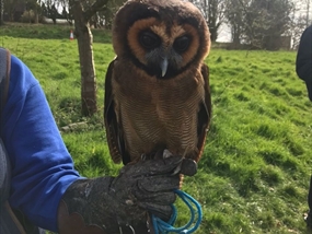 Customer Photo of Owl Experience Hertfordshire